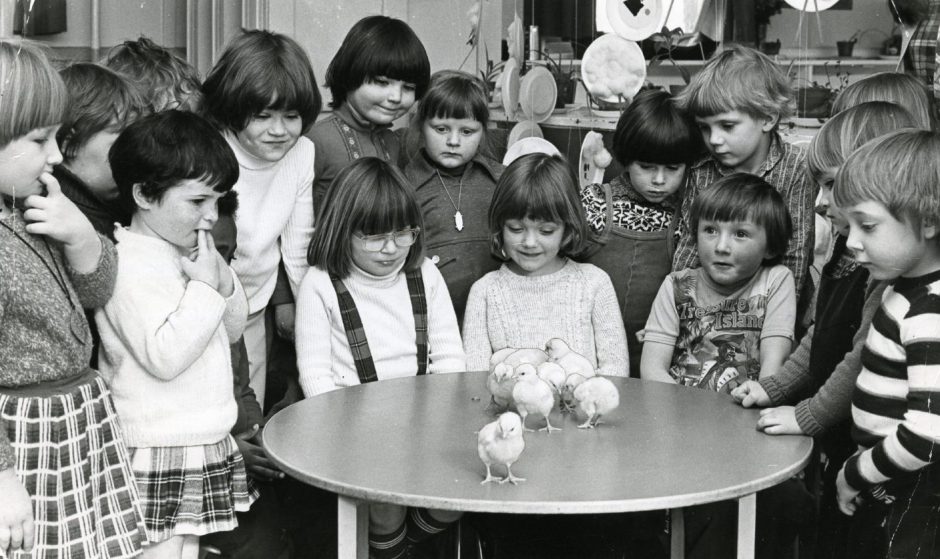 Bellfield Nursery children look at some chicks placed on a table. 