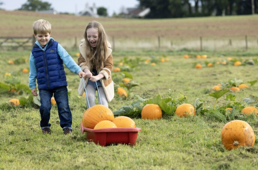 a boy and a girl pull pumpkins in a small cart for their Halloween celebrations