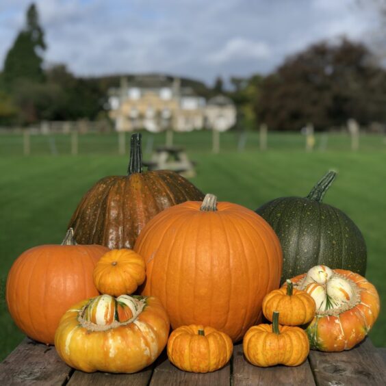 pumpkins on a table in a farm