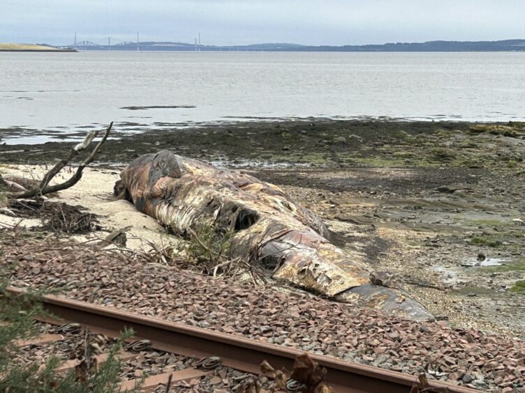 The fin whale has been left to rot away naturally.