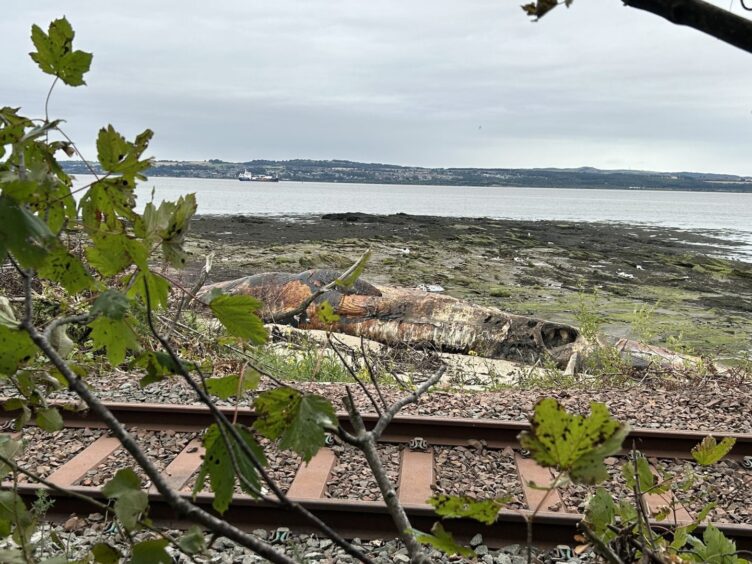 Sightseers urged not to illegally cross the train tracks. to view the whale.