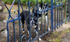 Dunblane residents had concerns about two barking collie dogs at a property near the primary school