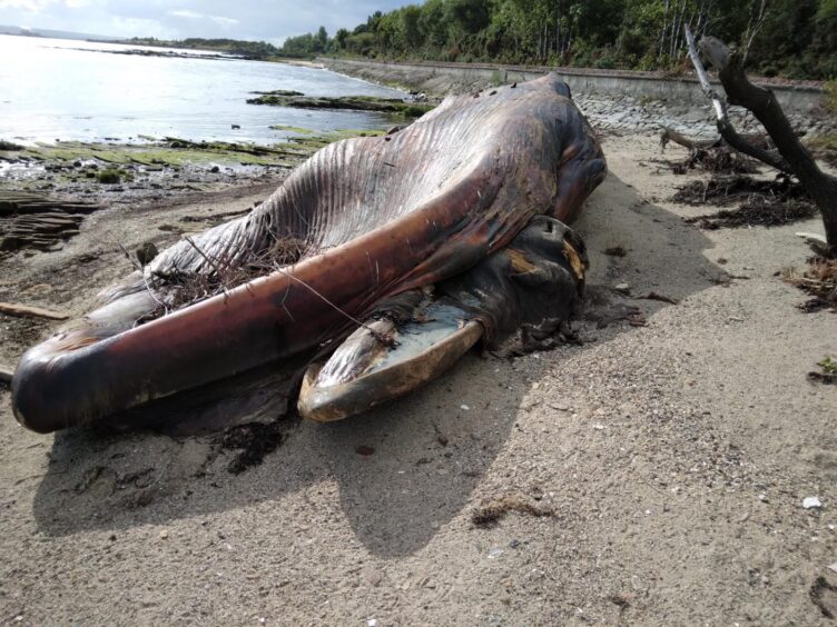 The 17-metre-long fin whale carcass remains on the beach near Culross.