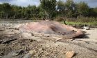 The 17-metre-long fin whale washed up near Culross.