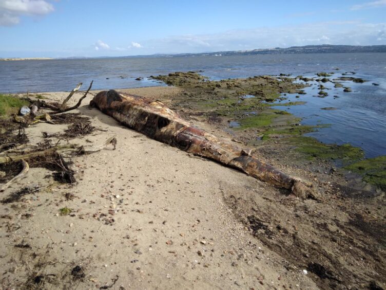 Another view of the rotting fin whale carcass.