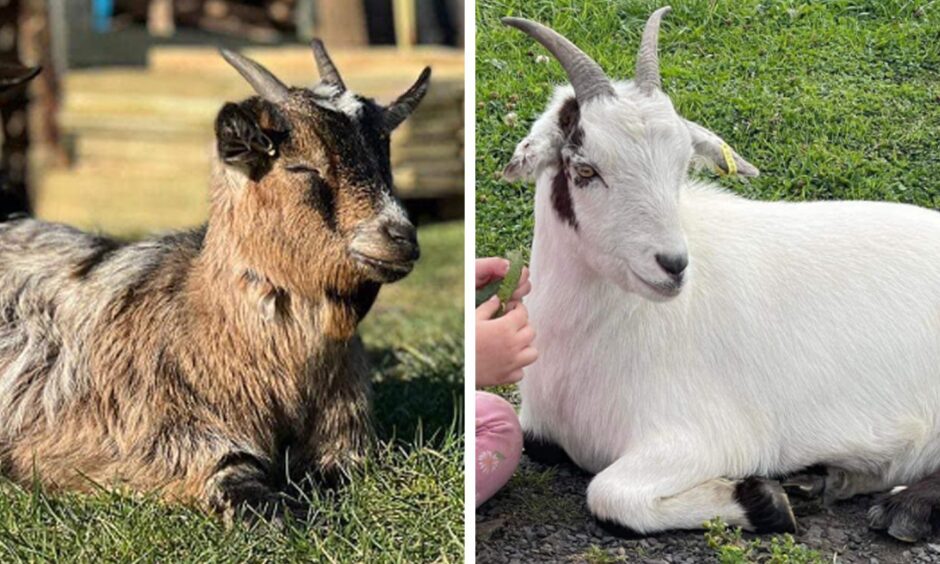 Goats killed by dogs at fishery