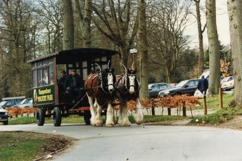 two Clydesdales pull along a covered wagon in Camperdown Park