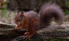 Red Squirrel.