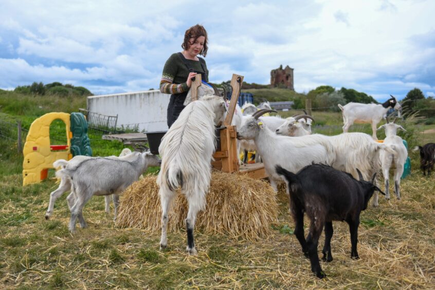 Gillian, with some of her herd.