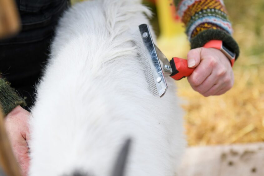 One of the goats getting combed at Lunan Bay Farm.