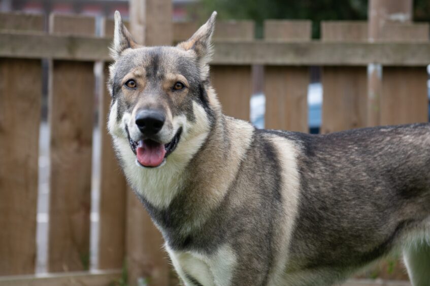 Ember the Northern Inuit. 