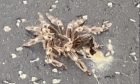 Huge Tarantula discovered on Kirkcaldy street.