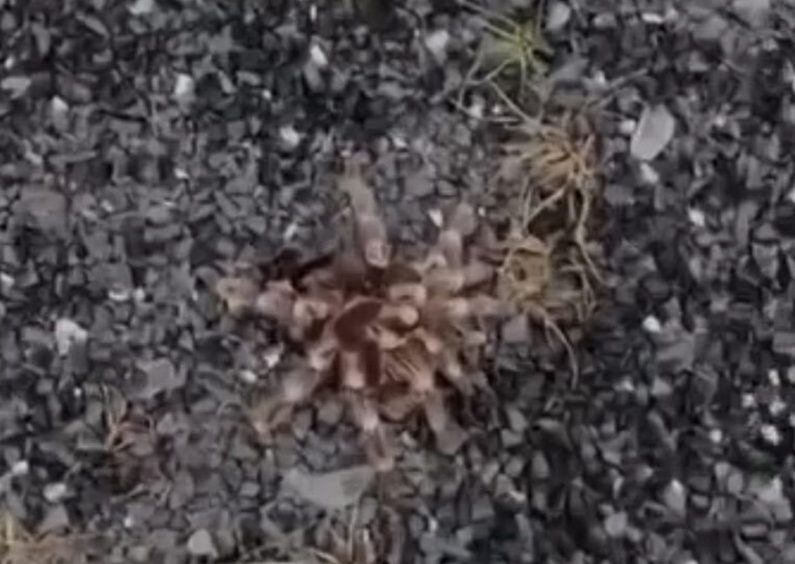 The tarantula was found on gravel outside a house on Beatty Crescent in Kirkcaldy.