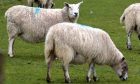 sheep theft Perthshire