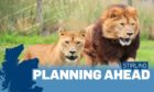 Plans have been submitted for a new lion enclosure at Blair Drummond Safari Park.