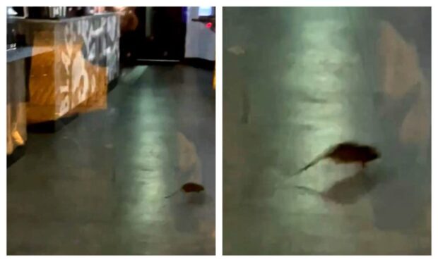 The rat was spotted inside Black Sheep Coffee. Image supplied