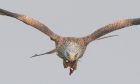 Red kite carrying food at. Argaty. Image: Lynn Bowser.