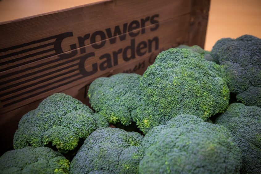 Growers Garden broccoli.