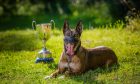 Amber was named the UK's most obedient police dog in 2023. Image: Steve MacDougall/DC Thomson