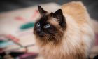 Claudia the ragdoll is named after German supermodel Claudia Schiffer. Image: Steve MacDougall.