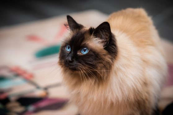 CR0049491 - Rebecca Baird Story  - Dundee area  - Pet Tales: Lesley Murray and her cat Claudia - Picture shows Lesley Murray's cat Claudia --  33Mains Terrace,  Dundee - Friday 23rd August 2024  - Image: Steve MacDougall/DC Thomson