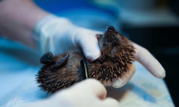 CR0049781, Cheryl Peebles, Burntisland. Burntisland Hedgehog Haven. Picture Shows: Burntiland Hedgehog Haven where Sharon Longhurst is removing the Flystrike insect eggs from the skin of the new arrival baby hedgehog . Thursday 5th September 2024. Image: Steve Brown/DC Thomson