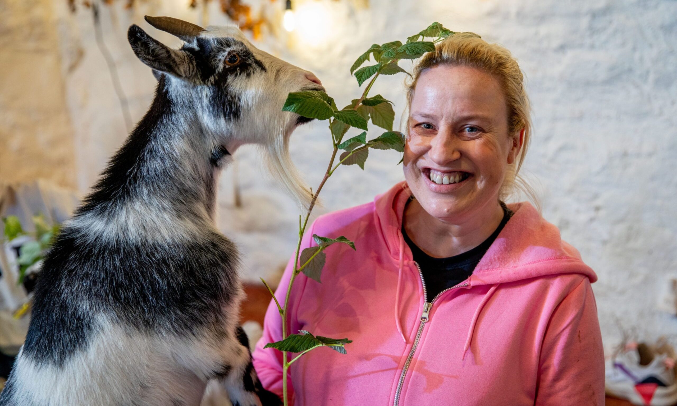 Health features writer Debbie Clarke tries Pilates with pygmy goats at a Fife farm.