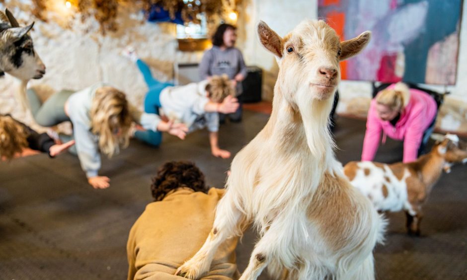 Health features writer Debbie Clarke tried a Pilates class with pygmy goats at a Fife farm.