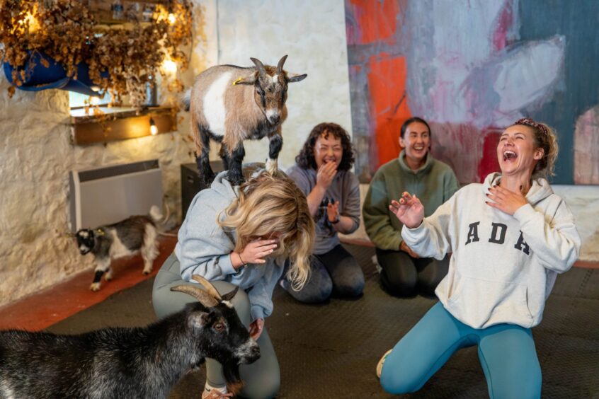 The moment one of the pygmy goats made a leap for it at the Fife pilates class