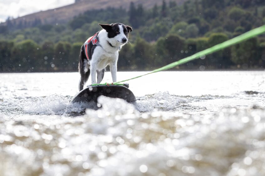 Border collie Voe in action on Loch Earn. Image: Steve Brown/DC Thomson.