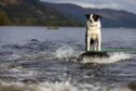 Border collie Voe absolutely loves waterskiing on Loch Earn. Image: Steve Brown/DC Thomson.