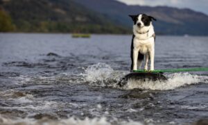 Border collie Voe absolutely loves waterskiing on Loch Earn. Image: Steve Brown/DC Thomson.