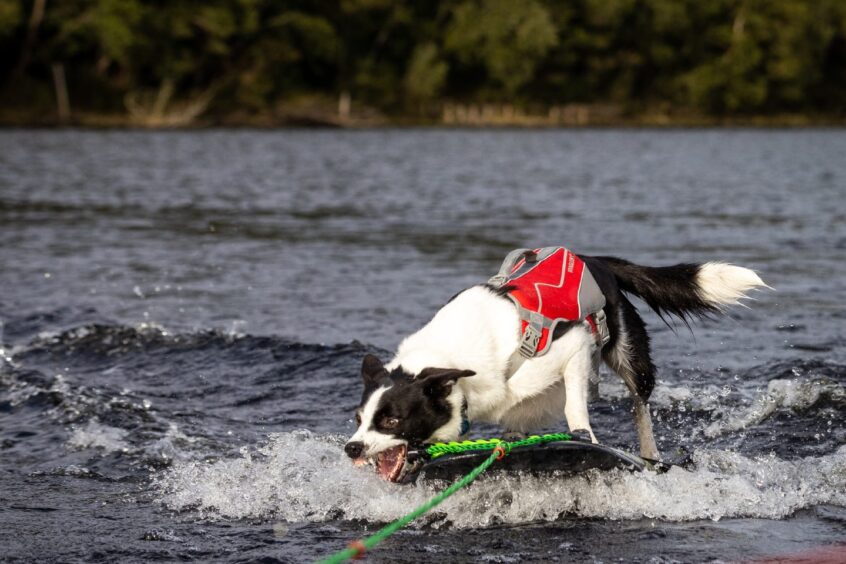 Border Collie Voe is wild about waterskiing. Image: Steve Brown/DC Thomson.