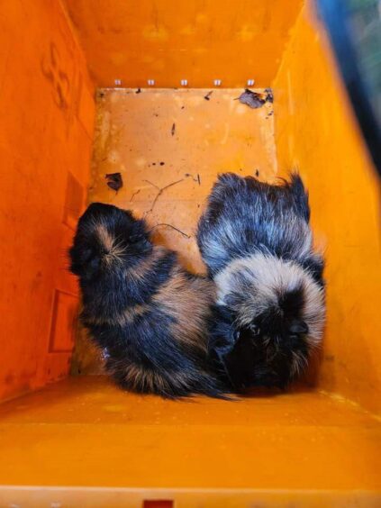 Rescuers coaxed the abandoned guinea pigs into a box.