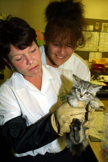 The rescued 'Odeon One' kitten with Linda Rodger and Lydia Dutch