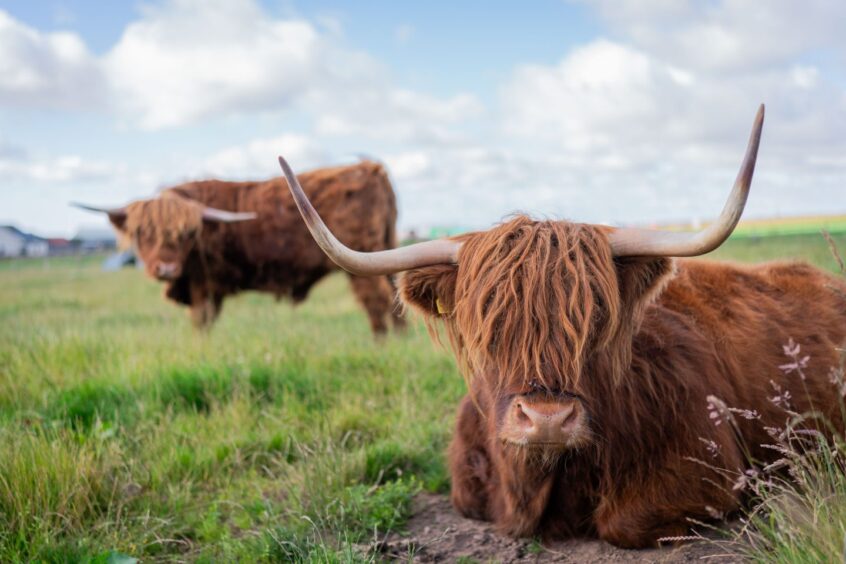 Highland cows