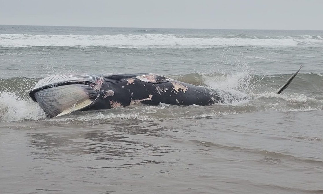 The deceased minke whale washed up on Lunan Bay.