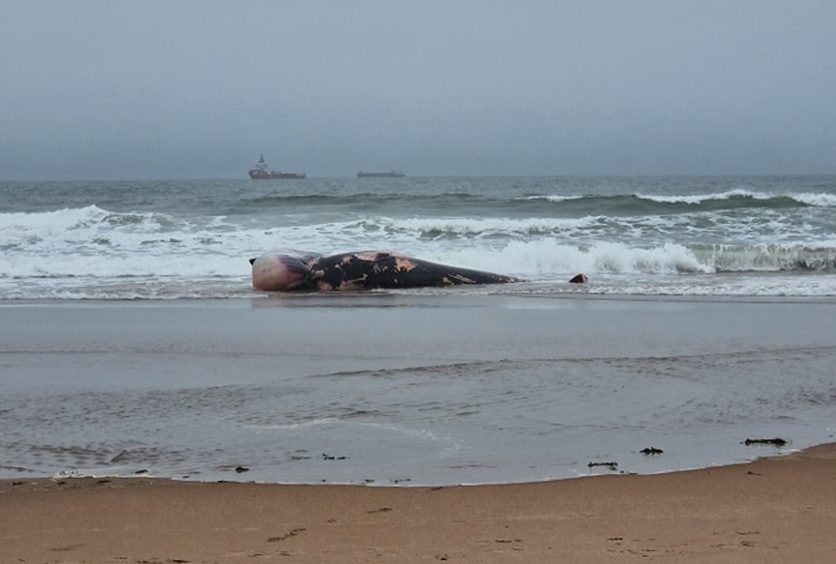 The washed up Minke whale on Lunan Bay in Montrose