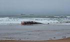 The washed up Minke whale on Lunan Bay in Montrose