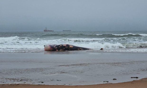 The washed up Minke whale on Lunan Bay in Montrose