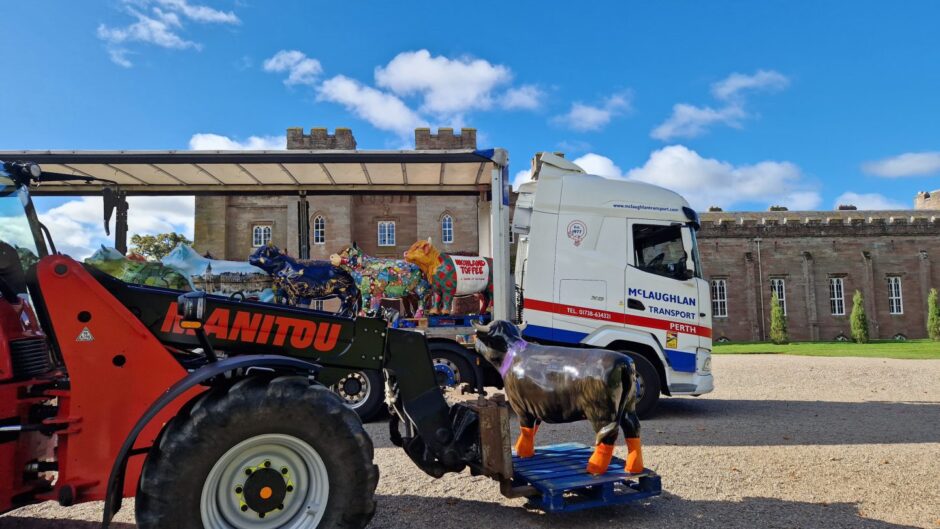 Lorry with cow sculpures on board outside Scone Palace