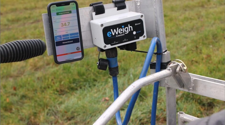 ILivestock's eWeigh technology in action on a farm