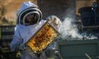 Ava, wearing a beekeeping suit, holds a bee frame.