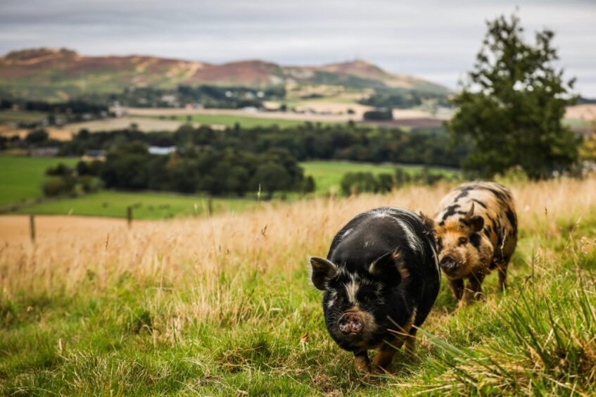 Kune Kune pigs Penelope and Pickles have a fabulous view across the Sidlaw hills. Image: Mhairi Edwards/DC Thomson.