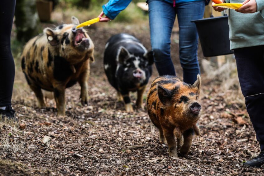 Porridge the Kune Kune pig leads the way. Image: Mhariri Edwards/DC Thomson.