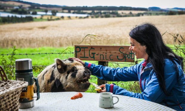 Gayle enjoys a 'pignic' with Pickles the kune kune pig at West Adamston Farm in Angus. Image: Mhairi Edwards/DC Thomson.