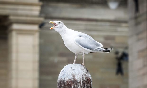 A gull sits on top of a water fountain in Dundee's city square. Image: Mhairi Edwards/DC Thomson