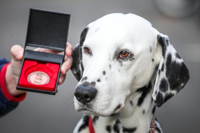 Dalmatian dog next to hand holding medal in a presentation box