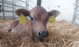 A calf.