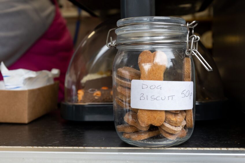 A glass jar of large bone-shaped, homemade dog biscuits for sale at Zacatecas food truck.